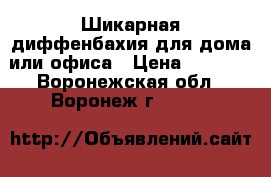 Шикарная диффенбахия для дома или офиса › Цена ­ 1 200 - Воронежская обл., Воронеж г.  »    